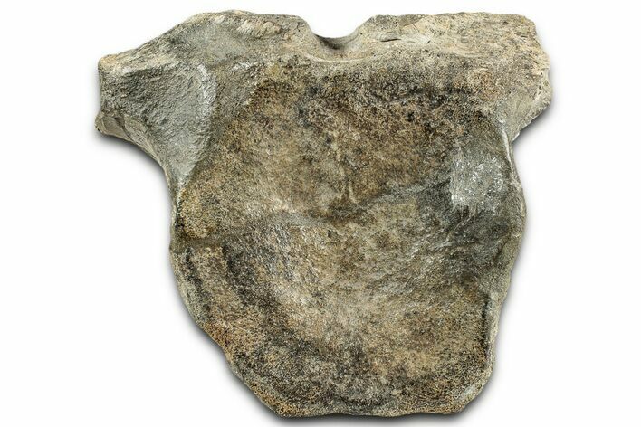 Fossil Hadrosaur Anterior Caudal Vertebra - Montana #325119